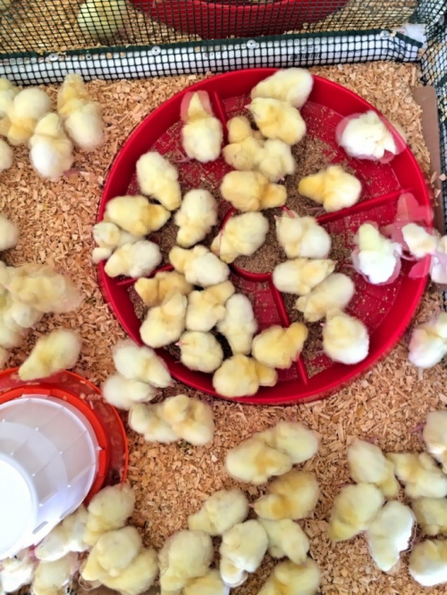 Feed additive that enhances nutrition in poultry