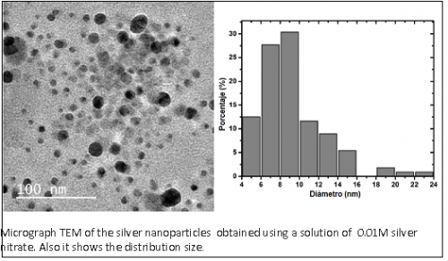 Method of synthesis of noble metals nanoparticles using a plant (Rumex hymenosepalus) extract.
