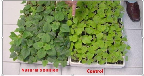  Natural solution for the protection and strengthening of plants.